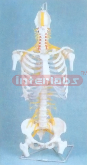 168CM TALLVERTEBRAE,THORAX WITH BACK OCCIPITAL SPINAL, NERVES, DISC, PELVIS, HUMERUS & FEMUR ENDS ON LUXURY HANGING STAND.